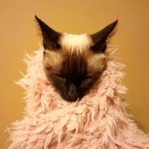 sladkoslava 1493234672 1501683735148609681 313573271 6