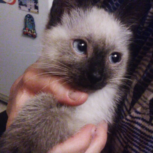 sladkoslava 1450730348 1145131616494100793 313573271 4