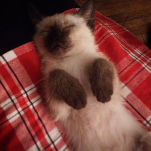 sladkoslava 1450545841 1143583865771860369 313573271 6