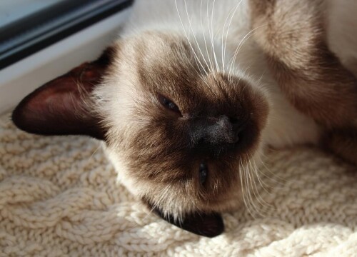 sladkoslava 1469604804 1303462034298205416 313573271 10